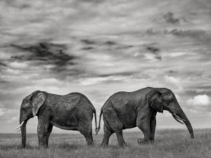 Elephant Dream - Histoire d'amour - © Kyriakos Kaziras