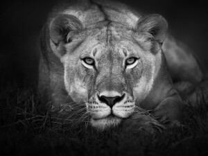 AFRICA LIONS - COME TO ME PART II - © Kyriakos Kaziras