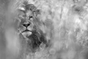 AFRICA LIONS - DREAMING - © Kyriakos Kaziras