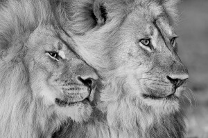 AFRICA LIONS - FEELING GOOD - © Kyriakos Kaziras