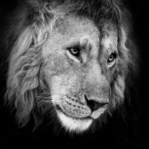 AFRICA LIONS - WATCHING YOU - © Kyriakos Kaziras